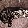 dog, black_dog, spotted_dog, sleeping, couch, indoor, pet, animal, resting, friendship, cozy, companion, fur, paw, relaxation, domestic, cute, snuggle, two_dogs, home