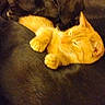 Mozzyy joined the competition — help win amazing prizes! dog, cat, black_dog, orange_cat, pet, animal, indoors, snuggling, friendship, cozy, resting, fur, cute, companion, relaxing, home, floor, paw, sleepy, warm