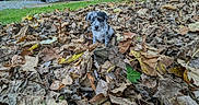 Marley is registered to the contest to win money with this photo: puppy, dog, leaf_pile, autumn, outdoor, grass, house, chair, rustic, nature, brown_leaves, speckled_coat, cute, pet, young_dog, fall, tree, yard, animal, small_dog