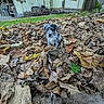 puppy, dog, leaf_pile, autumn, outdoor, grass, house, chair, rustic, nature, brown_leaves, speckled_coat, cute, pet, young_dog, fall, tree, yard, animal, small_dog