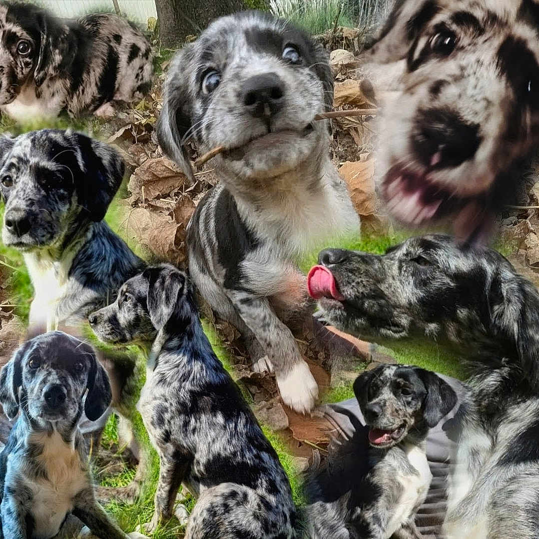 Marley
