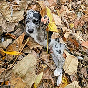 Marley joined the competition — help win amazing prizes! puppy, dog, leaves, autumn, playful, paw, spotted, outdoor, nature, cute, young, animal, fall, brown, yellow, black, white, fur, leaf_pile, pet