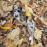 puppy, dog, leaves, autumn, playful, paw, spotted, outdoor, nature, cute, young, animal, fall, brown, yellow, black, white, fur, leaf_pile, pet