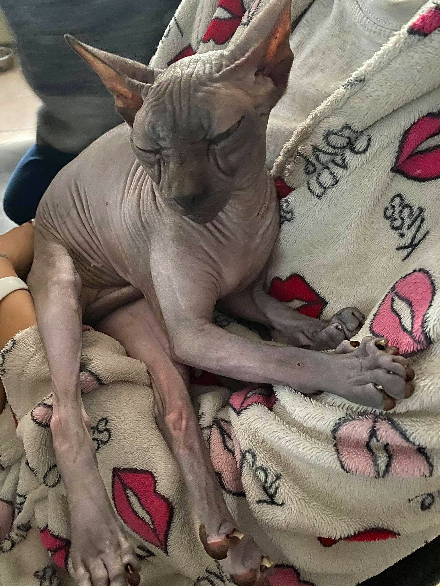 Lylla participe au concours pour gagner de l'argent avec cette photo : carnivore, cat, cornish_rex, devon_rex, donskoy, fawn, felidae, peterbald, small_to_medium_sized_cats, sphynx, ukrainian_levkoy, whiskers