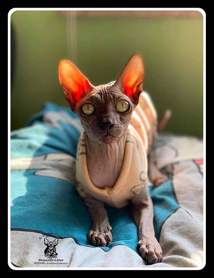 Lylla a rejoint le concours — aidez-le/la à gagner de superbes lots ! carnivore, cat, cornish_rex, devon_rex, donskoy, felidae, kitten, mammal, peterbald, photo_caption, rex_cat, small_to_medium_sized_cats, sphynx, ukrainian_levkoy, vertebrate, whiskers