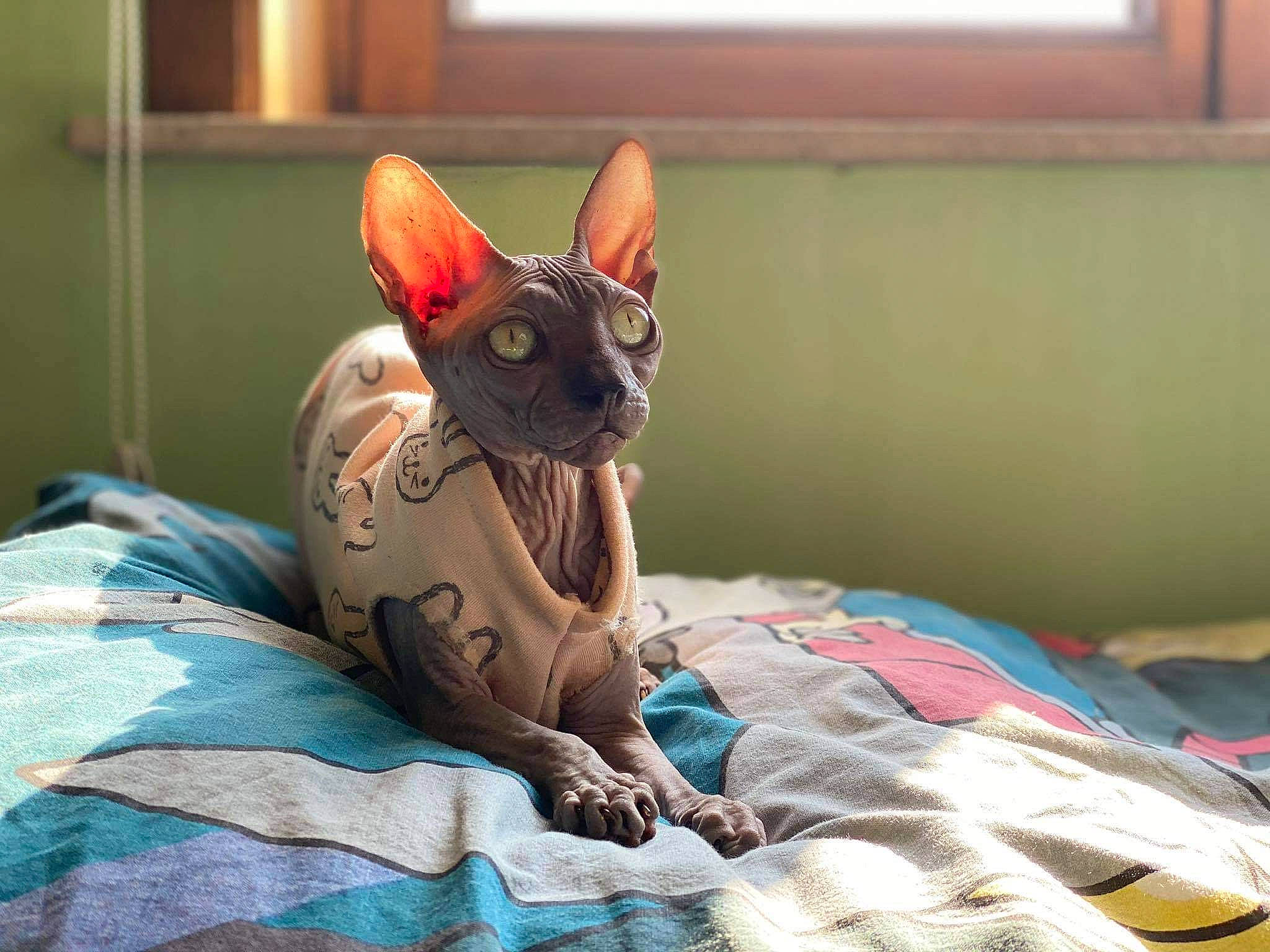 Lylla participe au concours pour gagner de l'argent avec cette photo : carnivore, cat, cornish_rex, devon_rex, donskoy, fawn, felidae, kitten, mammal, peterbald, rex_cat, small_to_medium_sized_cats, sphynx, ukrainian_levkoy, vertebrate, whiskers