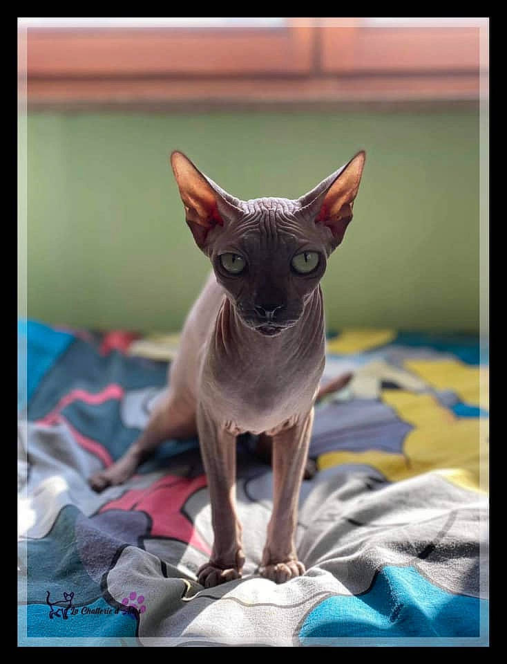 Lylla a rejoint le concours — aidez-le/la à gagner de superbes lots ! canidae, carnivore, cat, cornish_rex, dog_breed, donskoy, felidae, mammal, oriental_shorthair, peterbald, small_to_medium_sized_cats, sphynx, vertebrate