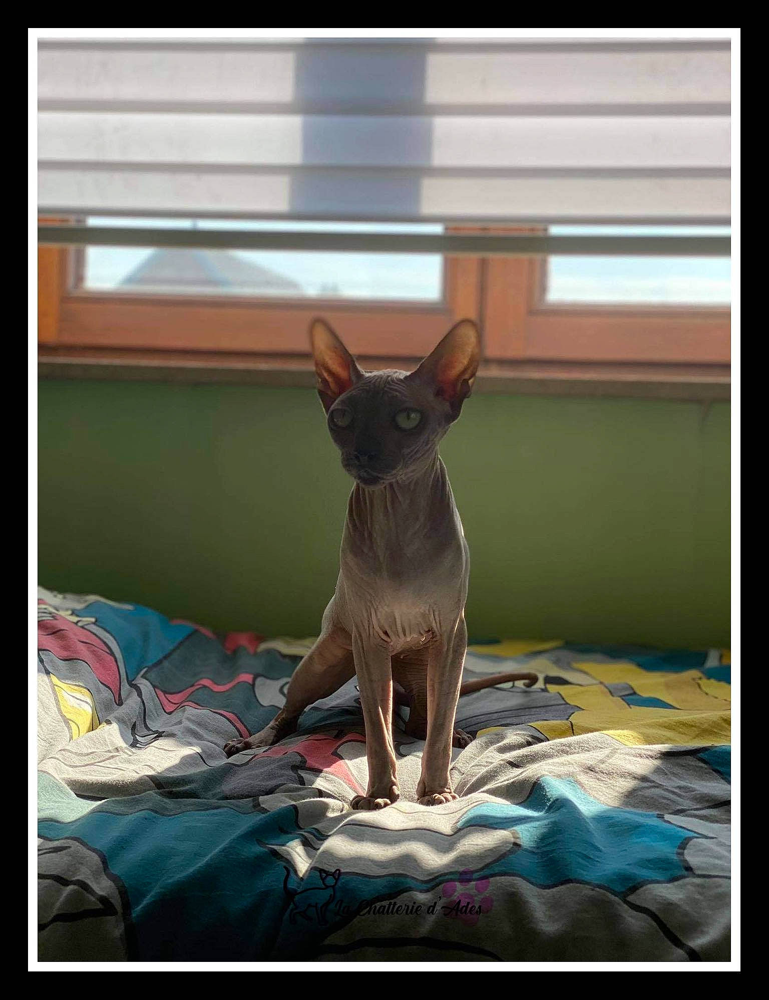 Lylla participe au concours pour gagner de l'argent avec cette photo : american_hairless_terrier, canidae, carnivore, cat, chihuahua, dog, dog_breed, donskoy, fawn, felidae, mammal, miniature_pinscher, peterbald, small_to_medium_sized_cats, sphynx, toy_dog, vertebrate
