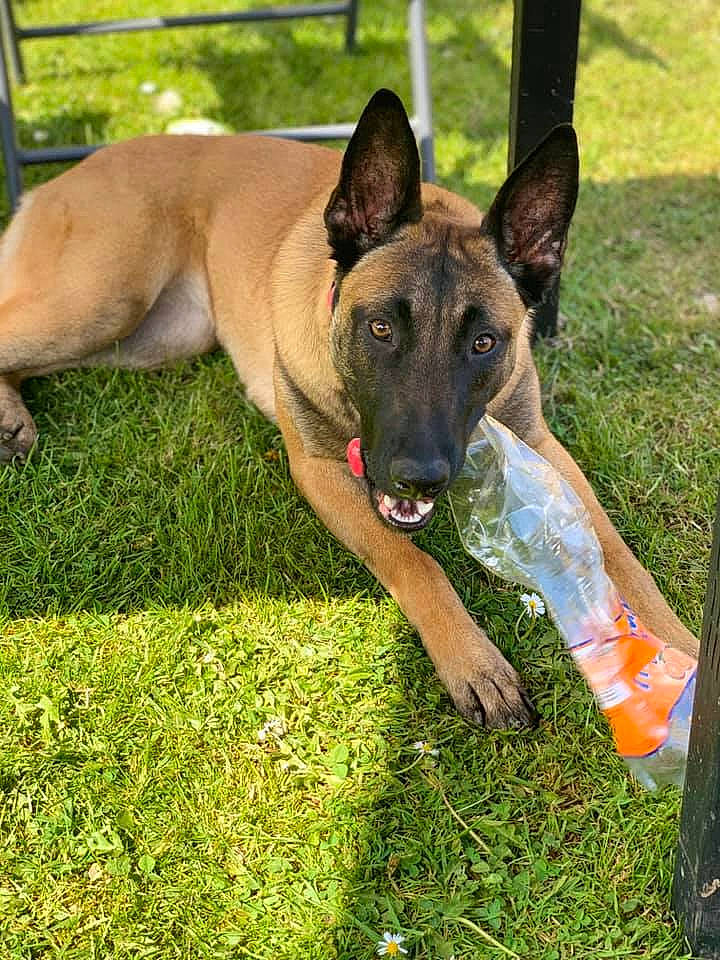 Sayka participe au concours pour gagner de l'argent avec cette photo : belgian_shepherd, belgian_shepherd_malinois, black_mouth_cur, canidae, carnivore, dog, dog_breed, dutch_shepherd_dog, fawn, grass, mammal, plant, police_dog, rare_breed_dog, snout, vertebrate, working_dog