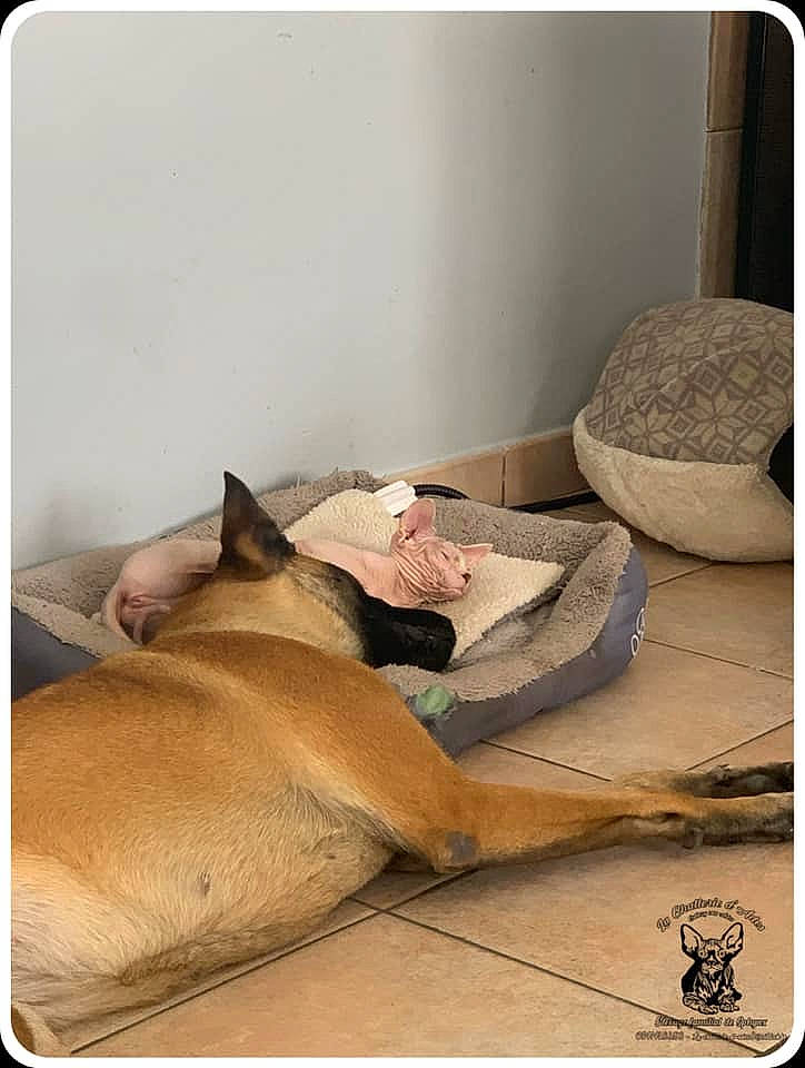 Sayka a rejoint le concours — aidez-le/la à gagner de superbes lots ! canidae, carnivore, cat, fawn, felidae, nap, small_to_medium_sized_cats, snout