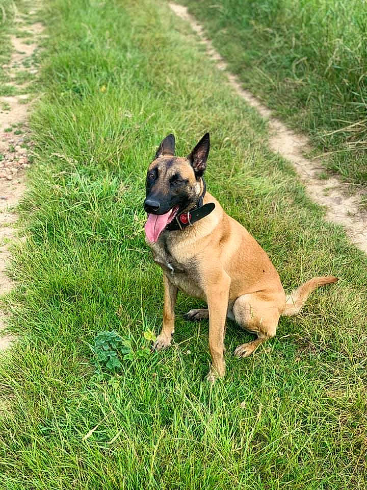 Sayka participe au concours pour gagner de l'argent avec cette photo : belgian_shepherd, belgian_shepherd_malinois, canidae, carnivore, dog, dog_breed, fawn, german_shepherd_dog, grass, mammal, old_german_shepherd_dog, plant, police_dog, rare_breed_dog, snout, vertebrate, working_dog