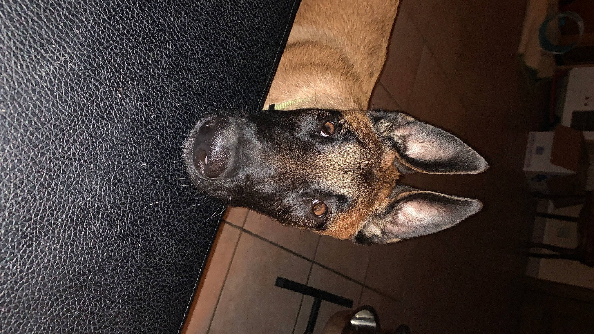 Sayka a rejoint le concours — aidez-le/la à gagner de superbes lots ! canidae, carnivore, dog, dog_breed, fawn, mammal, snout, sporting_group