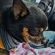 Tuffy is registered to the contest to win money with this photo: dog, chihuahua, pet, close_up, sweater, striped_clothing, blanket, car_interior, driver, hand_on_steering_wheel, seat, window, blurred_background, animal, fur, ears, collar, tag, side_profile, indoor