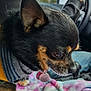 dog, chihuahua, pet, close_up, sweater, striped_clothing, blanket, car_interior, driver, hand_on_steering_wheel, seat, window, blurred_background, animal, fur, ears, collar, tag, side_profile, indoor