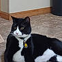 cat, black_and_white, tuxedo_cat, indoor, floor, tile_floor, collar, bell, tag, pet, feline, resting, lying_down, whiskers, ears, green_eyes, curious, animal, domestic, home