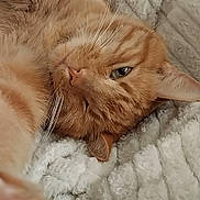 Trumpers joined the competition — help win amazing prizes! cat, ginger_cat, pet, feline, close_up, relaxed, sleepy, whiskers, fur, blanket, soft_texture, cozy, indoor, resting, cute, animal, mammal, face, ear, paw