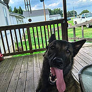 Max Carlos Rayden is registered to the contest to win money with this photo: dog, tongue_out, porch, wooden_floor, railing, green_grass, white_truck, house, sky, clouds, outdoor, pet, canine, happy, playful, animal, ears_up, daylight, fence, smiling