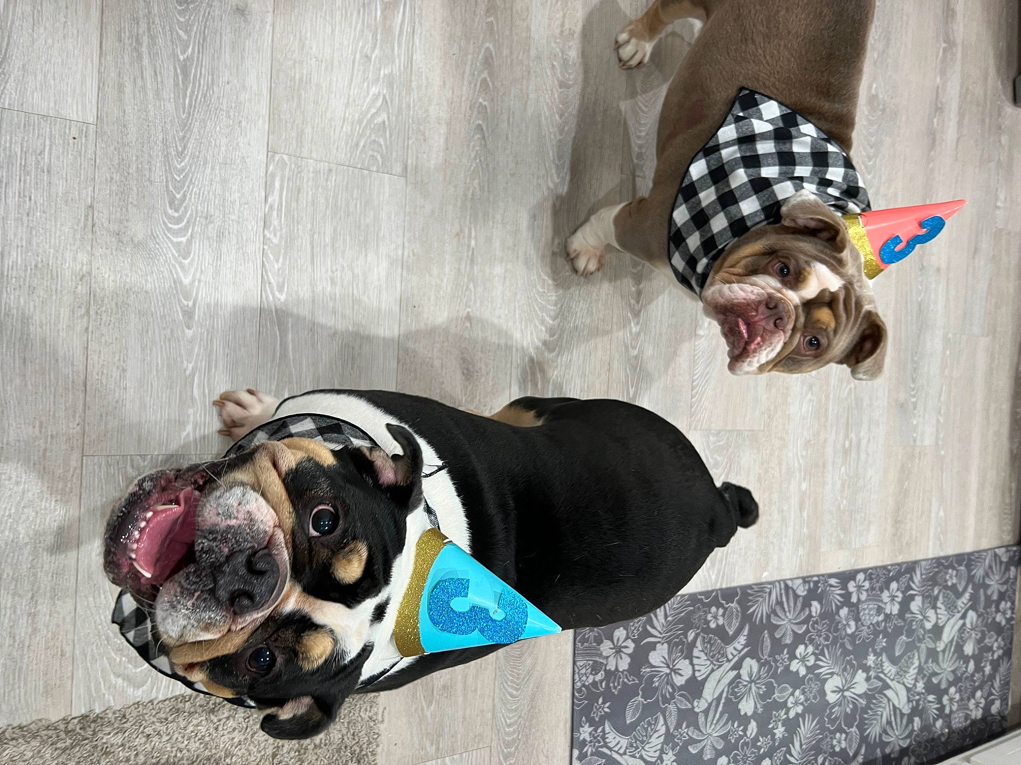 Hercules joined the competition — help win amazing prizes! canidae, carnivore, collar, companion_dog, dog, dog_breed, dog_clothes, dog_collar, dog_supply, eyewear, fawn, glasses, hat, leash, pattern, pet_supply, sporting_group, sun_hat, sunglasses, working_animal