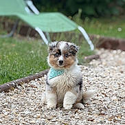 Apy participe au concours pour gagner de l'argent avec cette photo : adorable, animal, bandana, blue_eyes, cute, daylight, dog, fluffy, fur, garden, grass, gravel, nature, outdoor, pet, portrait, puppy, sitting, small, young