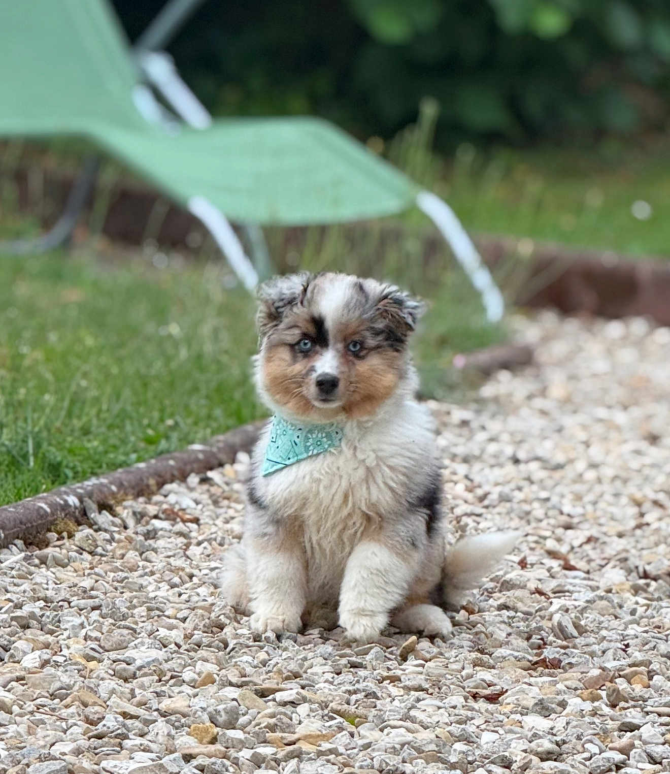 Apy participe au concours pour gagner de l'argent avec cette photo : adorable, animal, bandana, blue_eyes, cute, daylight, dog, fluffy, fur, garden, grass, gravel, nature, outdoor, pet, portrait, puppy, sitting, small, young