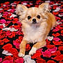 Asko a rejoint le concours — aidez-le/la à gagner de superbes lots ! dog, small_dog, fluffy, rose_petals, red_petals, pink_petals, white_petals, animal, cute, portrait, lying_down, fur, ears, black_nose, whiskers, pet, studio_photo, close_up, adorable, background