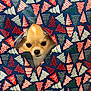 animal, background, christmas, colorful, curious, cute, dog, face, festive, holiday, holiday_season, paper, pattern, peeking, pet, small_dog, surprise, triangle, wrapped, wrapping_paper