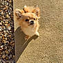 adorable, animal, companion, concrete, curious, cute, daylight, dog, ears, fluffy, furry, nature, outdoor, pebbles, pet, portrait, shadow, small_dog, standing, sunlight