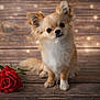 dog, chihuahua, small_dog, fluffy, pet, rose, flower, wooden_floor, bokeh, lights, cute, animal, portrait, indoor, brown, white, fur, sitting, adorable, still_life