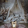 Asko a rejoint le concours — aidez-le/la à gagner de superbes lots ! dog, small_dog, indoor, rug, pink_rug, bed, canopy, curtains, pampas_grass, fairy_lights, cozy, boho_style, decor, floor, pillows, blanket, wooden_floor, pet, relaxed, home_interior
