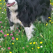 Harley participe au concours pour gagner de l'argent avec cette photo : dog, border_collie, black_and_white, animal, outdoor, grass, wildflowers, yellow_flowers, greenery, nature, panting, happy, standing, fur, ears, collar, meadow, spring, summer, canine
