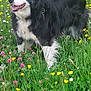 dog, border_collie, black_and_white, animal, outdoor, grass, wildflowers, yellow_flowers, greenery, nature, panting, happy, standing, fur, ears, collar, meadow, spring, summer, canine