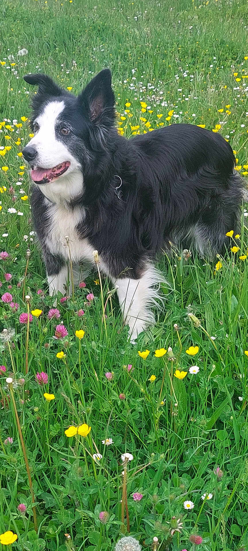 Harley participe au concours pour gagner de l'argent avec cette photo : dog, border_collie, black_and_white, animal, outdoor, grass, wildflowers, yellow_flowers, greenery, nature, panting, happy, standing, fur, ears, collar, meadow, spring, summer, canine