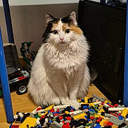 Stella a rejoint le concours — aidez-le/la à gagner de superbes lots ! animal, blue_chair, building_blocks, calico, cat, colorful, cute, eyes, fluffy, fur, furniture, indoor, lego, pet, playroom, scattered, sitting, toys, whiskers, wooden_floor
