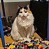animal, blue_chair, building_blocks, calico, cat, colorful, cute, eyes, fluffy, fur, furniture, indoor, lego, pet, playroom, scattered, sitting, toys, whiskers, wooden_floor
