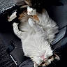 Stella participe au concours pour gagner de l'argent avec cette photo : animal, black, brown_fur, car_seat, carpet, cat, cozy, curious, cute, feline, fluffy, indoor, paws, pet, playful, relaxed, seatbelt, upside_down, whiskers, white_fur