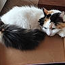 animal, calico_cat, cardboard_box, cat, closeup, cozy, cute, domestic_cat, feline, fluffy_tail, fur, home, indoor, pet, relaxed, resting, soft, tabby, tail, whiskers