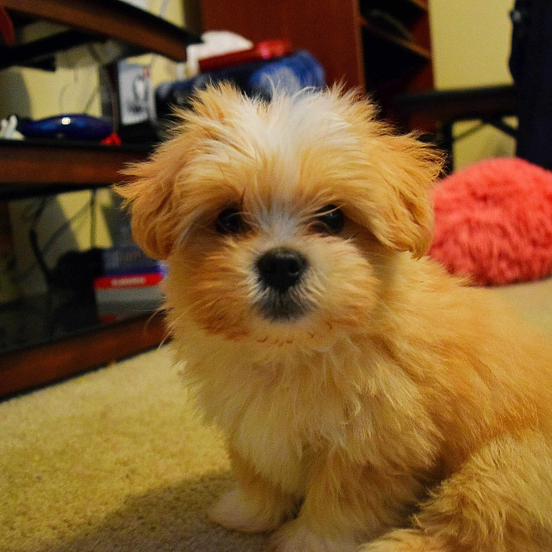 Wickett is registered to the contest to win money with this photo: canidae, carnivore, cavachon, chinese_imperial_dog, companion_dog, dog, dog_breed, havanese, lhasa_apso, maltepoo, maltese, mammal, morkie, pekapoo, poodle_crossbreed, puppy, schnoodle, shih_tzu, snout, vertebrate