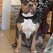 Hades a rejoint le concours — aidez-le/la à gagner de superbes lots ! animal, black, brown, canine, collar, dog, ears_up, flooring, furniture, household, indoor, looking, patterned_fabric, pet, portrait, seated, sitting, stone_wall, tile_floor, white