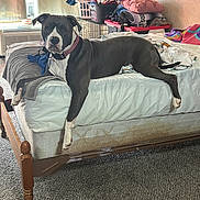 Stitch is registered to the contest to win money with this photo: dog, bed, blanket, laundry, pillow, indoor, carpet, furniture, window, curtain, collar, pet, resting, canine, relaxed, living_space, household, comfort, animal, sleeping_area