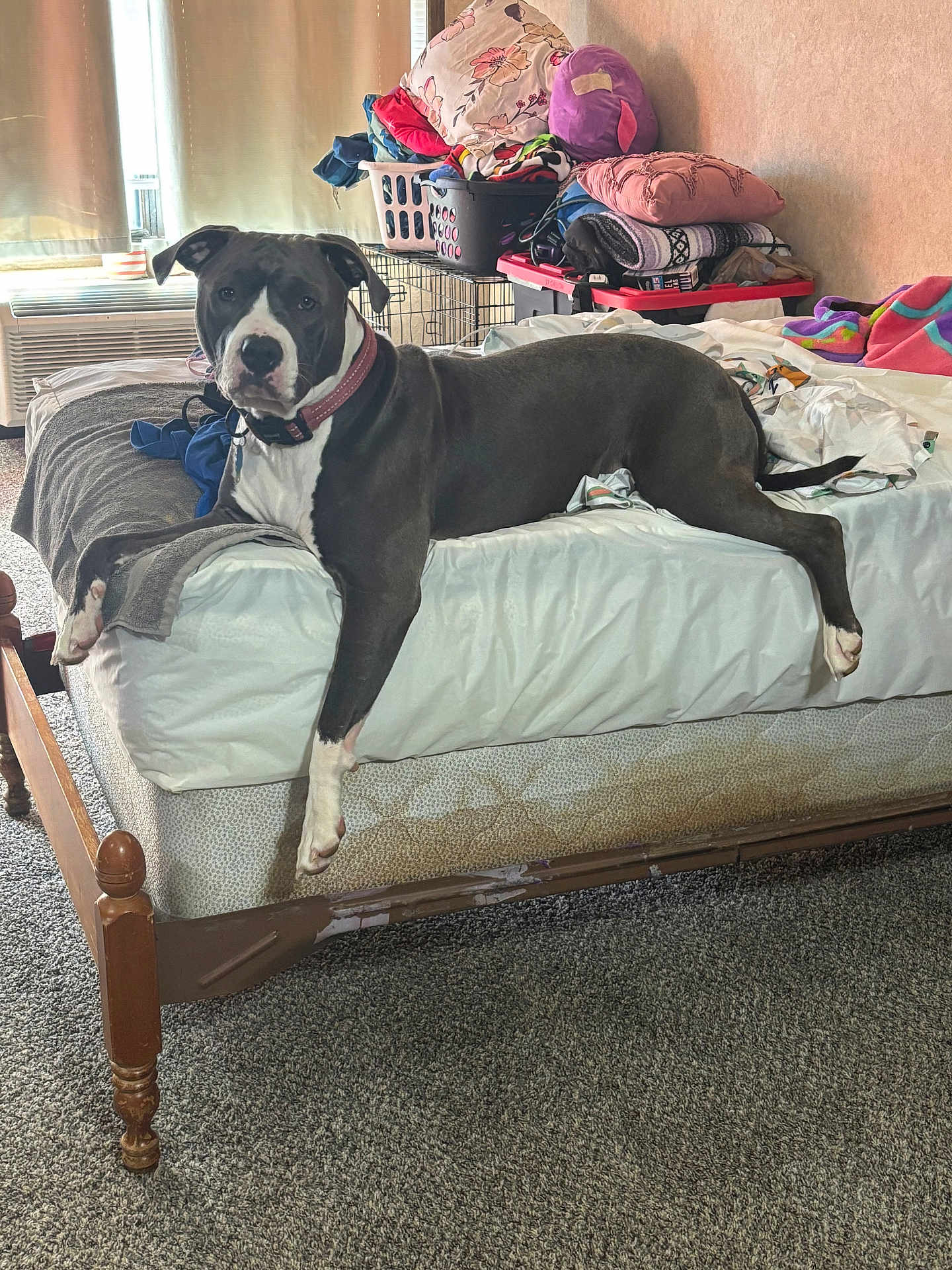 Stitch is registered to the contest to win money with this photo: dog, bed, blanket, laundry, pillow, indoor, carpet, furniture, window, curtain, collar, pet, resting, canine, relaxed, living_space, household, comfort, animal, sleeping_area