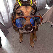 Shadow participe au concours pour gagner de l'argent avec cette photo : dog, sunglasses, indoor, headband, antennae, pet, brown_fur, curious, floor, furniture, curtains, animal, cute, accessory, portrait, closeup, looking_up, funny, playful, domestic_animal