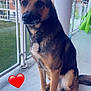 Shadow participe au concours pour gagner de l'argent avec cette photo : animal, architecture, balcony, building, canine, cute, daylight, dog, ears, fur, german_shepherd, glass_railing, heart_emoji, love, outdoor, paw, pet, portrait, sitting, tail