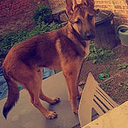 Shadow a rejoint le concours — aidez-le/la à gagner de superbes lots ! animal, backyard, brick_wall, canine, curious, daylight, dog, fence, garden_tools, german_shepherd, greenery, nature, outdoor, pet, plant, plastic_chair, puppy, standing, table, young_dog