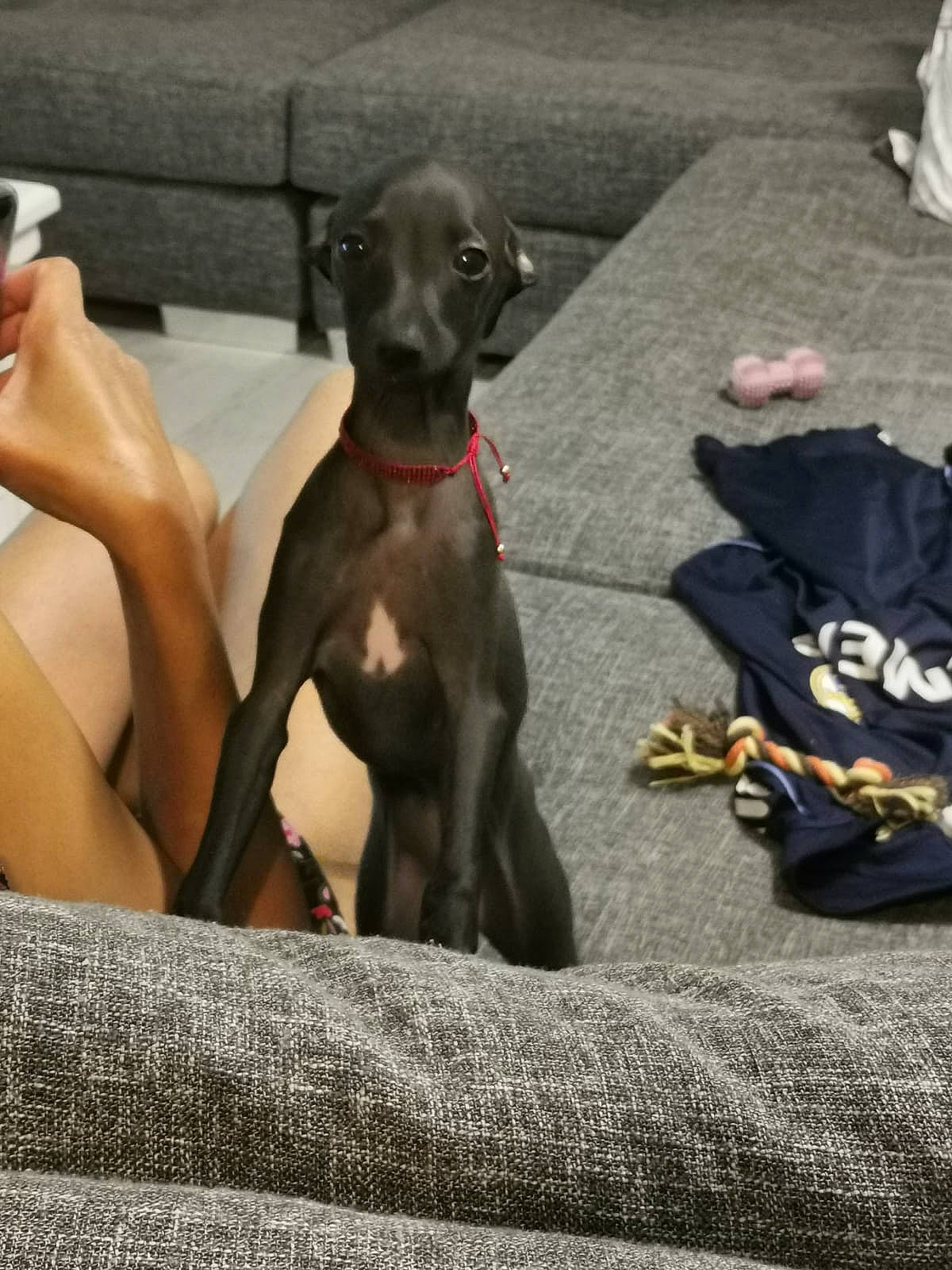 Rena a rejoint le concours — aidez-le/la à gagner de superbes lots ! azawakh, canidae, carnivore, companion_dog, dog, dog_breed, fawn, great_dane, greyhound, italian_greyhound, lurcher, mammal, non_sporting_group, puppy, sighthound, sporting_group, toy_dog, vertebrate, whippet