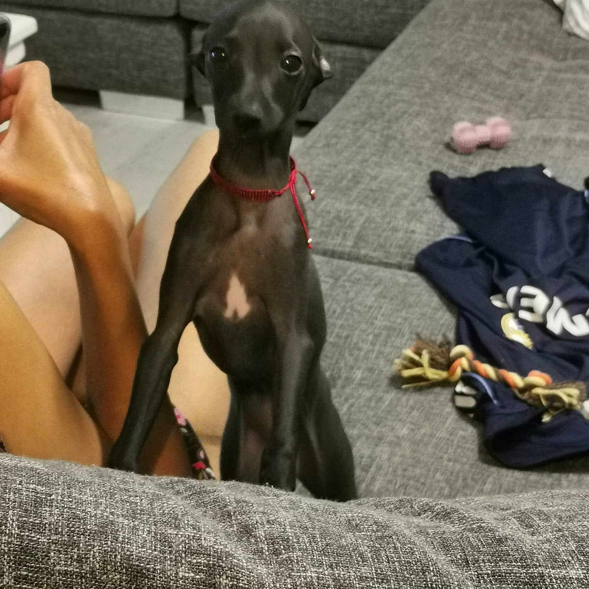 Rena