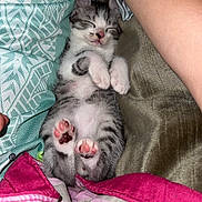 Simba a rejoint le concours — aidez-le/la à gagner de superbes lots ! animal, baby, bed, bedroom, blanket, cat, cushion, face, furniture, head, homedecor, indoors, kitten, person, pet, photography, portrait, quilt, room, sleeping