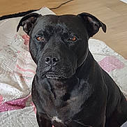 Bulle participe au concours pour gagner de l'argent avec cette photo : dog, black_dog, pet, animal, quilt, indoor, portrait, fur, ears, face, brown_eyes, sitting, home, floor, canine, companion, domestic_animal, quiet, calm, closeup
