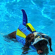 Milo joined the competition — help win amazing prizes! dog, water, pool, life_jacket, hat, swimming, summer, pet, outdoor, canine, blue, splash, animal, wet, recreation, fun, sunlight, summer_clothing, swimwear, active