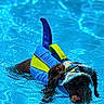 dog, water, pool, life_jacket, hat, swimming, summer, pet, outdoor, canine, blue, splash, animal, wet, recreation, fun, sunlight, summer_clothing, swimwear, active