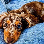 Milo joined the competition — help win amazing prizes! animal, blanket, blue_eye, brown_eye, canine, close_up, cute, dog, ears, fur, heterochromia, indoors, lying_down, nose, pet, portrait, puppy, resting, texture, young